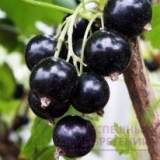 Смородина черная Деликатесная